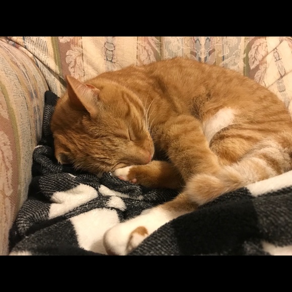 Meet your Posher, Ainsley - Picture 3 of 4